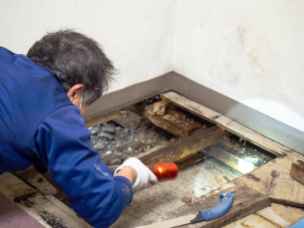 Best Home Mold Removal  in Yreka, CA