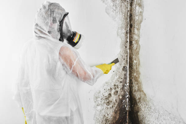 Best Certified Mold Removal  in Yreka, CA