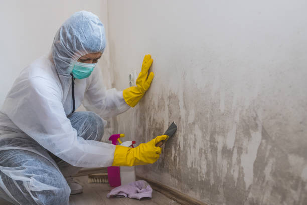 Certified Mold Removal in Yreka, CA