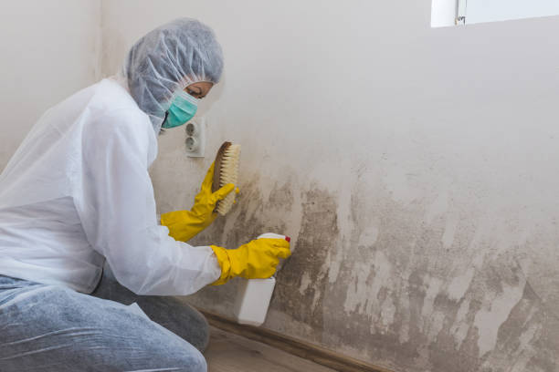 Best Local Mold Removal Service  in Yreka, CA
