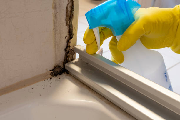 Best Best Mold Removal Companies  in Yreka, CA