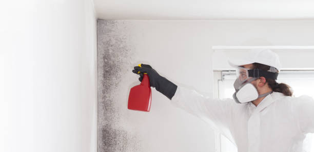 Best Mold Damage Repair  in Yreka, CA