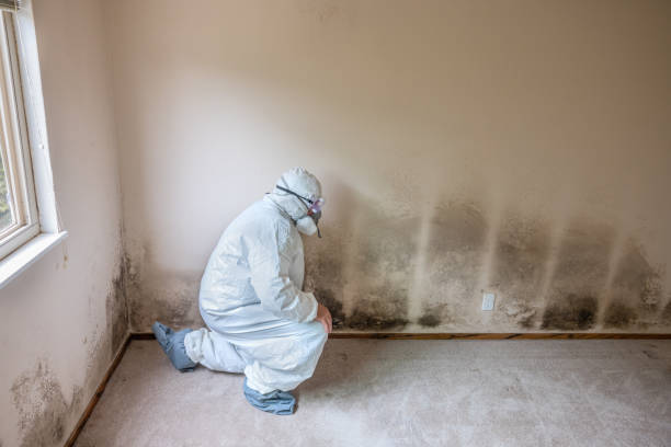 Best Mold Remediation Experts  in Yreka, CA