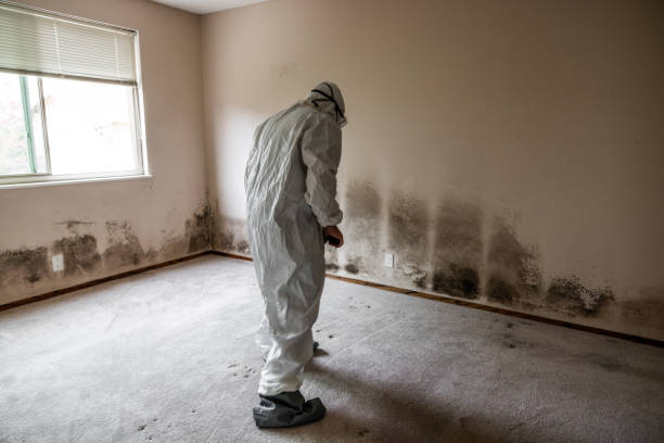 Attic Mold Removal in Yreka, CA