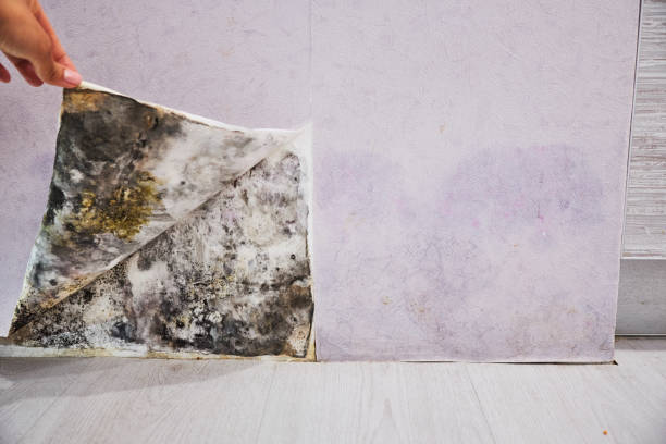 Best Professional Mold Removal  in Yreka, CA
